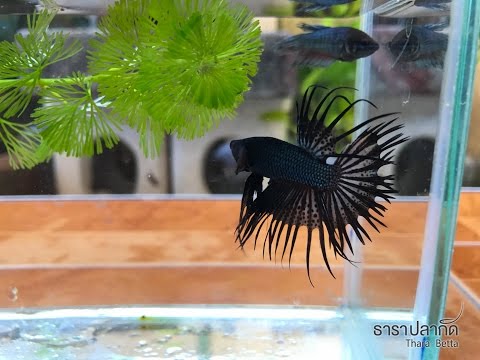 คลิกเพื่อดูคลิปวิดีโอ