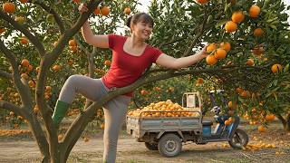 REWIND TIMELAPSE 🍊 Harvesting Lots of Ripe Sweet Oranges — 3-Wheeled Truck to Market