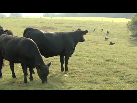 Georgia Cattlemen Prepare Land, Herds For Winter