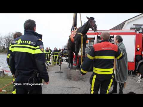 23-02-2015: Paard met ruiter te water - Oostvlietweg, Leidschendam