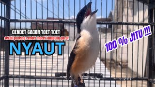 Download lagu cendet gacor ISIAN JERNIH HANDAL buat PANCINGAN CENDET AGAR BUNYI bikin BURUNG PENTET GACOR NYAUT mp3