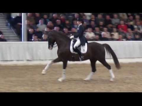 Callaho's Benicio von Belissimo M