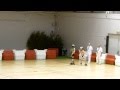 Championnat De France Indoor PBM 2012 FINAL Vitesse Marine