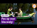 Oppassen voor blauwalg tijdens het zwemmen