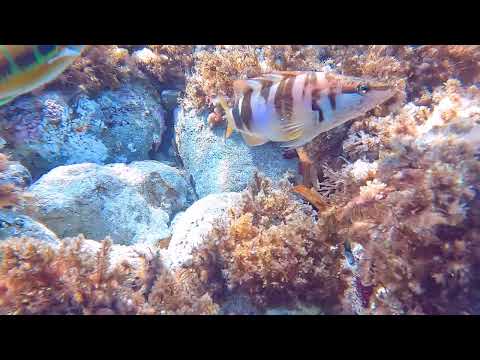 Serranus scriba