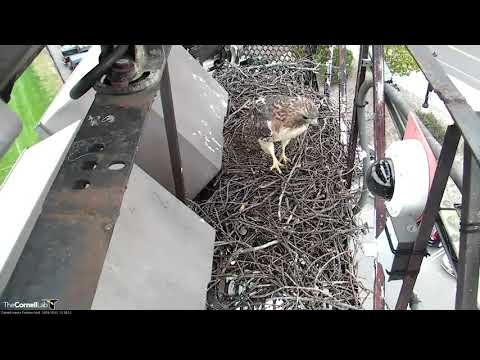 Arthur Makes Some Autumn Nest Improvements - Oct 22, 2019