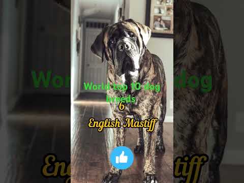 #world top 10 dog breeds #dog