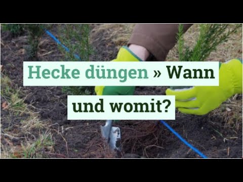 Hecke düngen » Wann und womit?