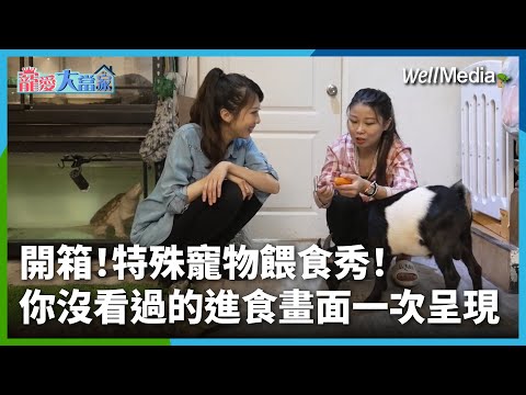 開箱特殊寵物餵食秀！澤巨蜴、侏儒山羊吃什麼？你沒看過的日常進食畫面一次呈現【寵愛大當家】(中集)