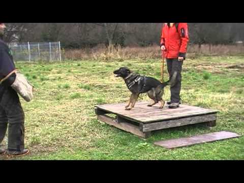 Cassiopea Yucero Bohemia - training Chotěbuz