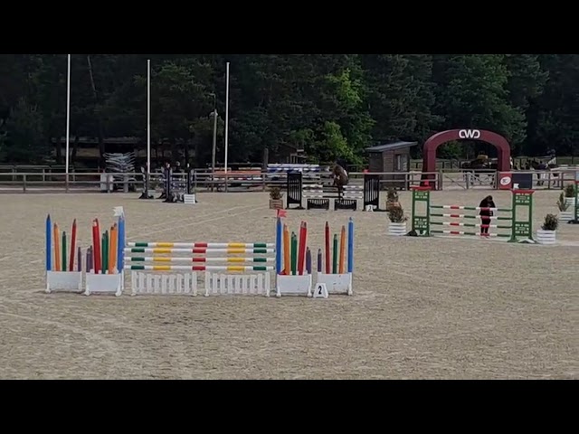 Vends cheval de sport de 8 ans