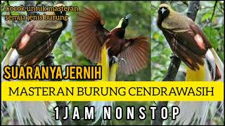 Download lagu Masteran Suara Burung Cendrawasih, SUARANYA jernih 1jam Full Nonstop #burungistimewa #cendrawasih mp3 Download lagu Masteran Suara Burung Cendrawasih, SUARANYA jernih 1jam Full Nonstop #burungistimewa #cendrawasih mp3
