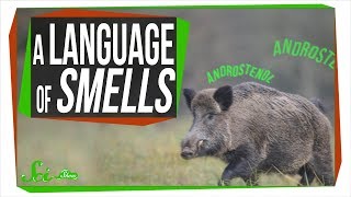 Terpenes: The Most Common Language in the World