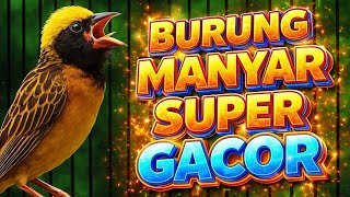 Download lagu Manyar Gacor Ngerol Panjang – Masteran Ampuh Biar Cepat Bunyi 🔊 mp3 Download lagu Manyar Gacor Ngerol Panjang – Masteran Ampuh Biar Cepat Bunyi 🔊 mp3