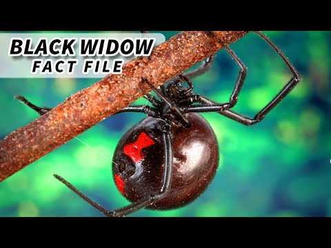 Black Widow Facts: they (probably) WON'T KILL YOU 🕷️ Animal Fact Files