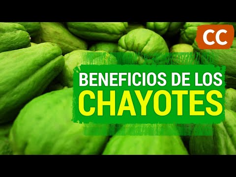 , title : 'Beneficios de los Chayotes | Ciencia de la Comida'