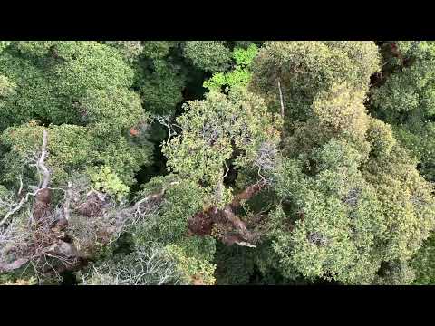 Views from the top of a Subtropical Canopy in Yunnan, China!
