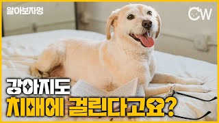 이런 증상이 강아지 치매 증상이라구?!? 강아지 인지기능장애 CDS