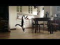 Cat Catching Prey Mid Air Slow Motion