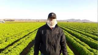 Markon Live from the Fields, Light Frost in the Desert Region, March 20, 2012, Yuma, Arizona