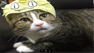 たび&はな　犬のぬいぐるみ嫌いｗ