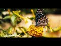 Veesi Pona Puyalil Melliname Whatsapp Status