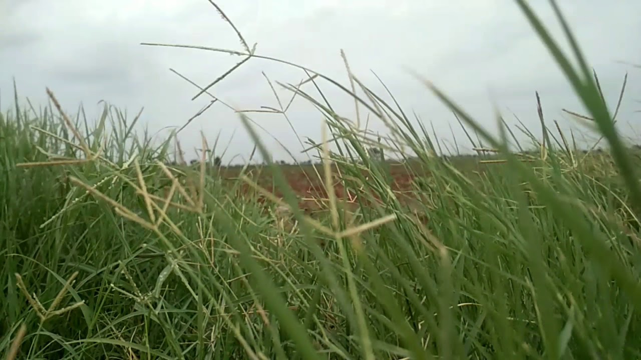 Copyrighted free video green grass ,free stock footage