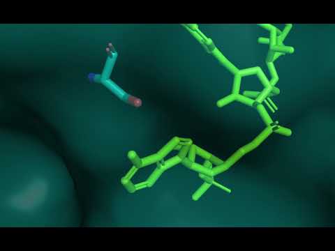 miRNA target recognition (Ser561 and Adenine)