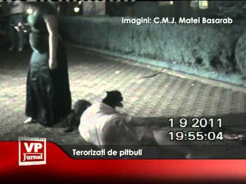 Terorozaţi de pitbull