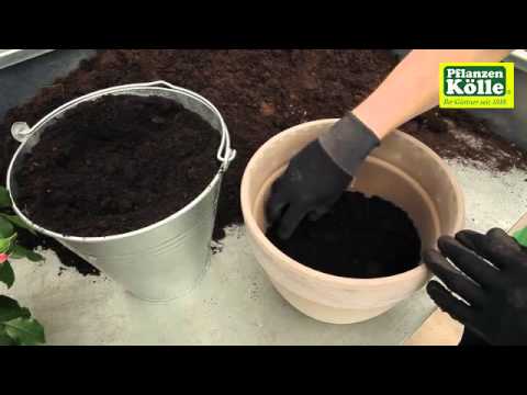 Rosen in ein Gefäß einpflanzen | Pflanzen-Kölle