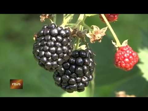 Ovo je Srbija 31. 07. 2018.