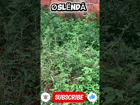 Carmo do Rio Verde Goiás brasil