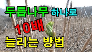 두릅심는방법 두릅뿌리에서 싹이 나와요 / 두릅나무심는시기