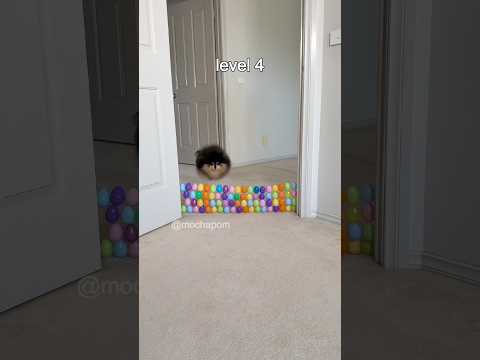Cute dog jumps over a wall of eggs 🥚 #shorts #pomeranian #dog