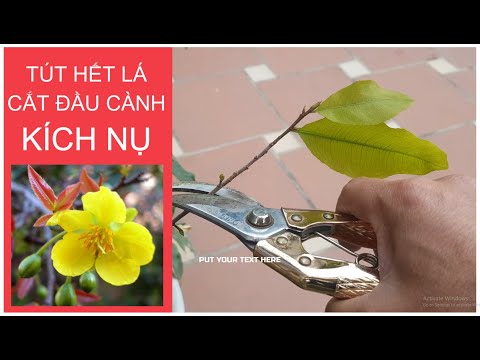 🔴 QBS2151 - TÚT HẾT LÁ, CẮT BỎ ĐẦU CÀNH KÍCH NỤ MAI NỞ KỊP TẾT || CÁCH KÍCH NỤ MAI VÀNG NỞ KỊP TẾT