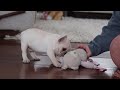 French Bulldog dogs for sale: Swayer - Video 1