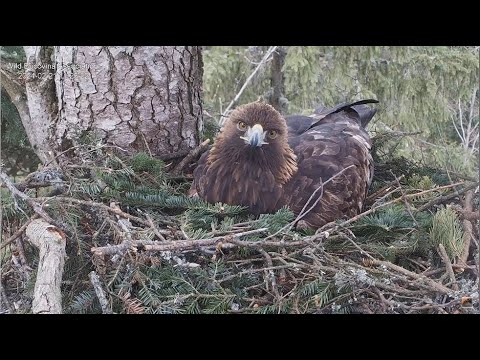 Bucovina Golden Eagles ~ Welcome To Lucina & Caliman Season 2024! Beautiful Closeups! ♥  2.21.24