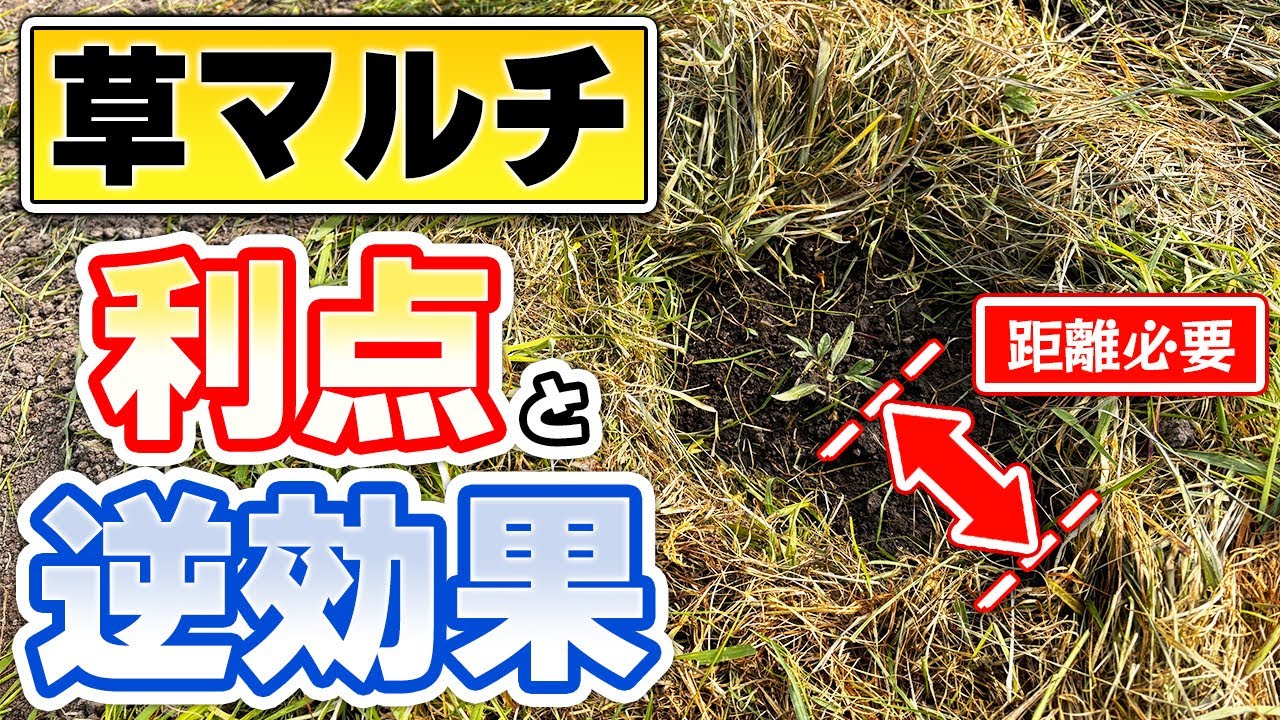 草マルチの効果と失敗しない敷き方のコツ