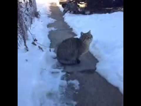 Feeding feral cats from a TNR'd colony in Chicago's Englewood neighborhood