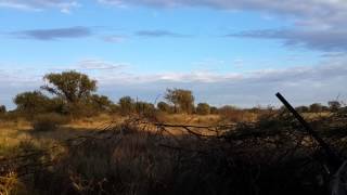 preview picture of video 'Hunting Doves in Argentina with C&C Outfitters'
