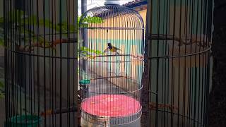 Download lagu Sogon materi prenjak betina panjang mp3