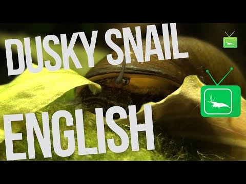 Dusky Snail - Neritina puligera Snail | Snail | GarnelenTv