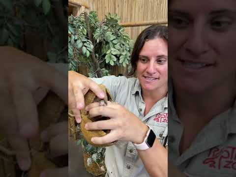 Rollin is such an amazing little animal that