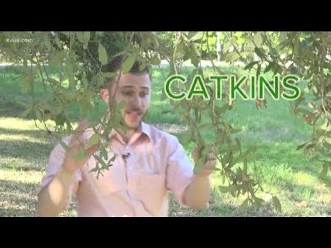 春のアレルギー：オーク花粉の季節に気分を良くする方法