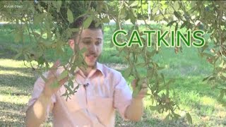 Springtime allergies: How to feel better during oak pollen season