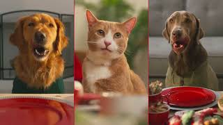 Petco Where The Pets Go for Holidays