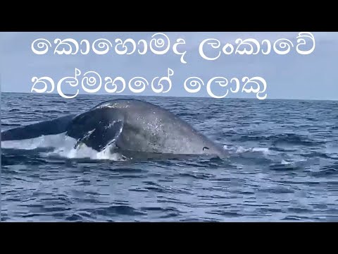 Sri Lanka Whale Watching