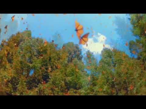 Collie Buddz   sensimillia feat roache