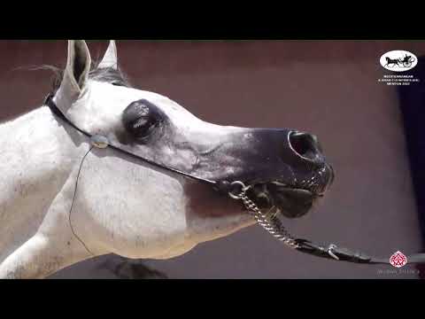 N 120 D ARGHAD   Mediterranean and Arab Countries AHC   Menton 2022   Stallions 4 7 Years Old Class