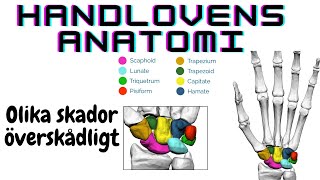 handledens anatomi handlovsbenen överskådlig genomgång